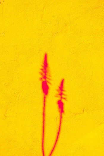 Plants fashion wallpaper. aloe shadows on yellow wall background. minimal tropical design. 