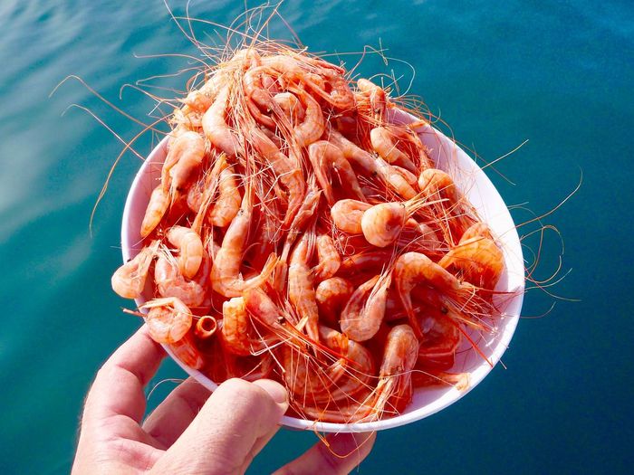 Close-up of hand holding krill in bowl over sea