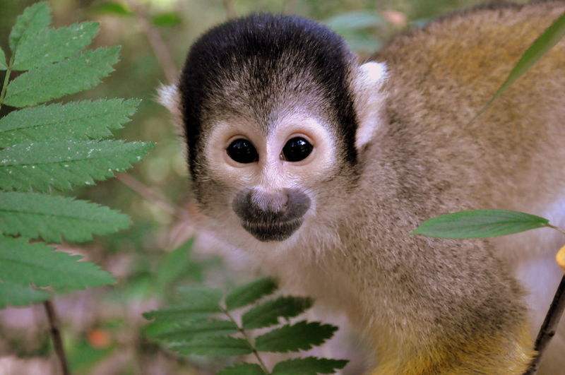 Portrait of squirrel monkey on tree