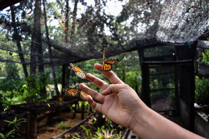 Cropped hand with butterflies against trees