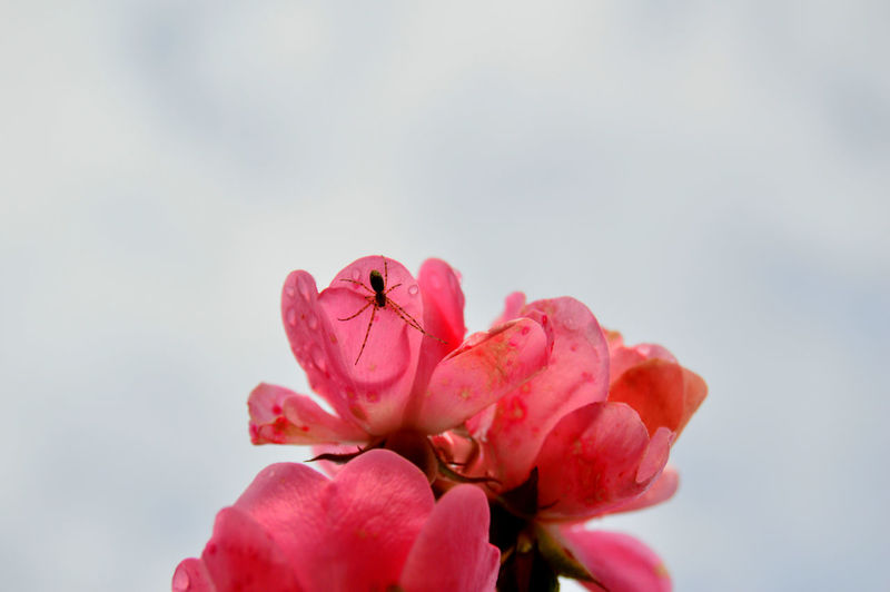 Close-up of pink flower with a spider against sky