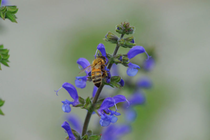 Close-up of bee pollinating on purple flower