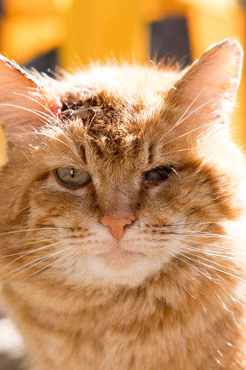 Close-up of ginger cat with a wound on its head