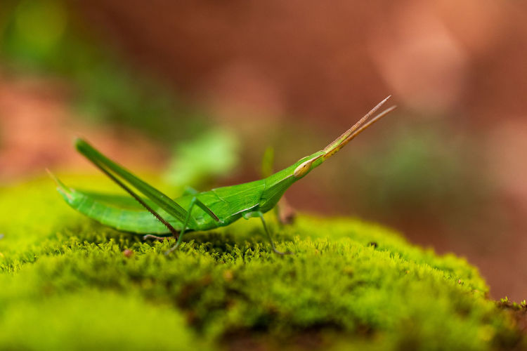 Close up of little grasshopper on green mosses