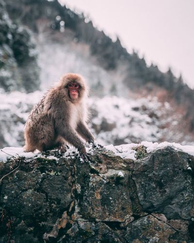 Monkey on rock in snow