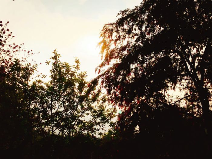 Low angle view of trees against sky
