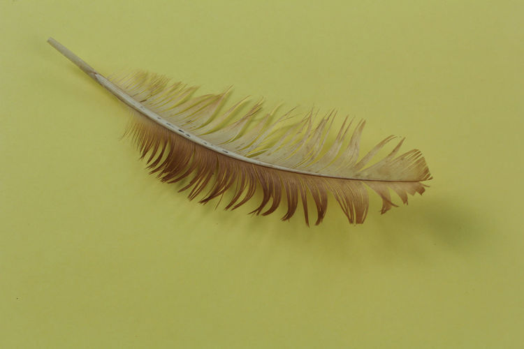 Close-up of feather against yellow background