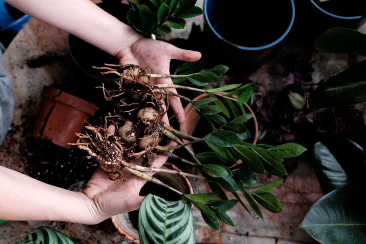 Cropped hands of woman holding plants with roots while gardening