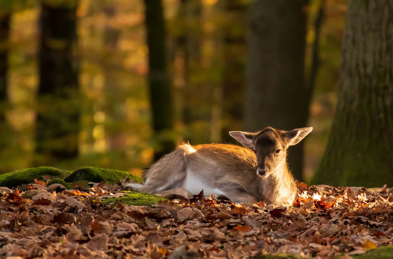 Cat lying on ground in forest