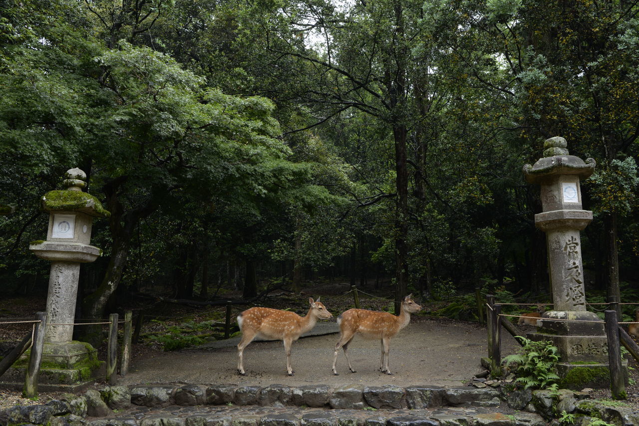 VIEW OF DEER STANDING IN FOREST
