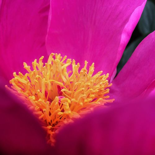 Close-up of pink flower