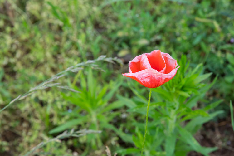 Close-up of red rose on field