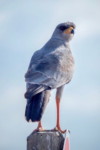 Close-up of pigeon perching on wooden post against sky