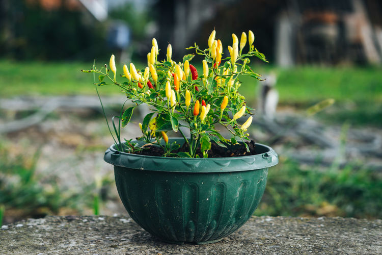 Close-up of potted plant in field