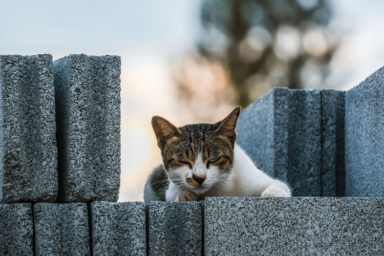 Portrait of tabby cat on retaining wall