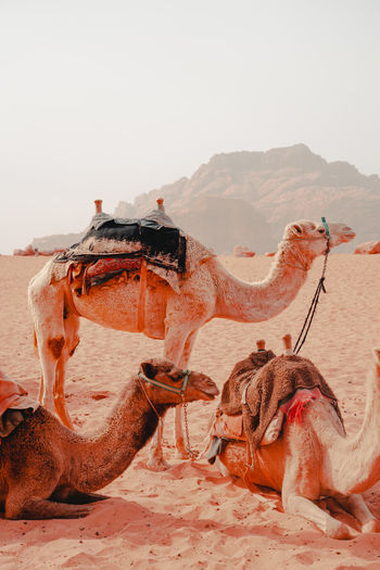 Wadi rum adventure, amazing times
