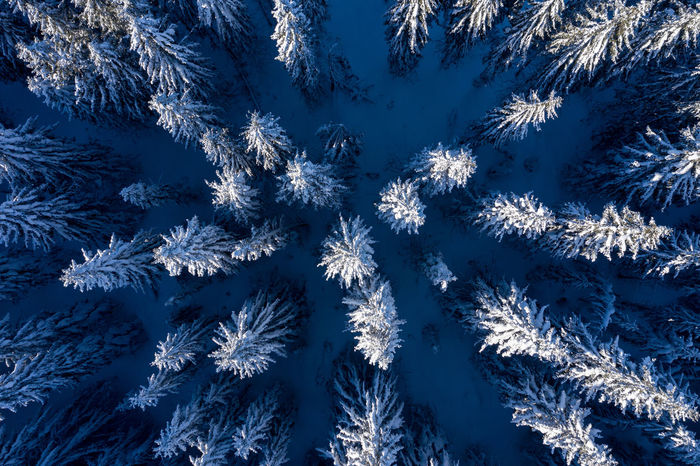 Full frame shot of frozen trees against blue sky