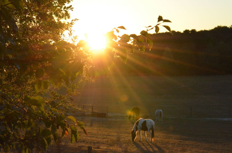 View of horse on field at sunrise