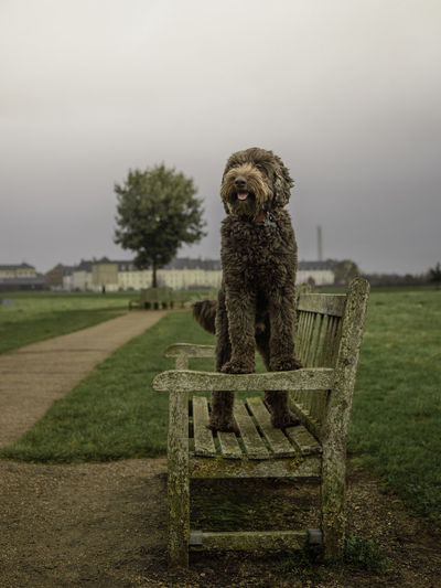 Dog standing on bench against cloudy sky