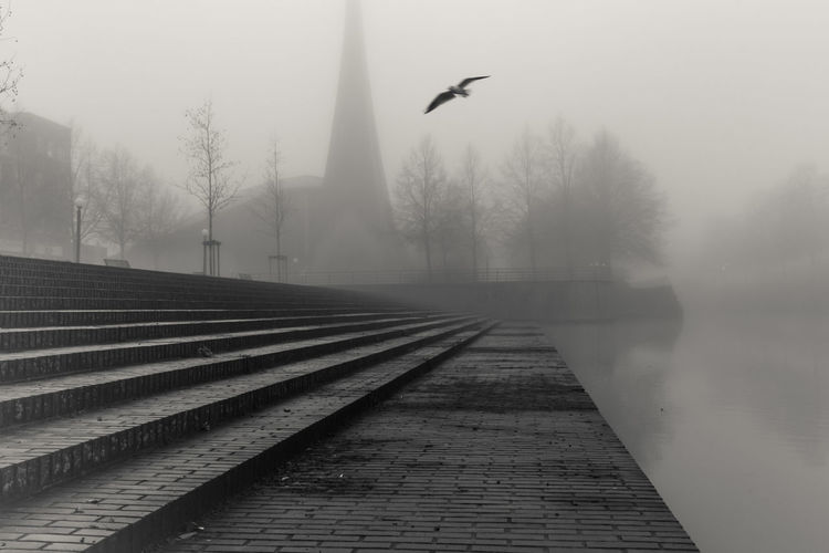 View of bird on foggy day
