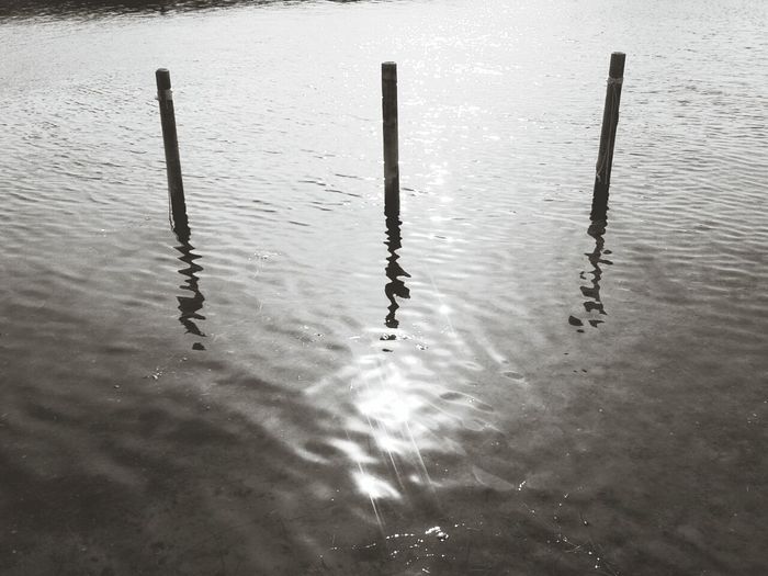 Reflection of trees in water