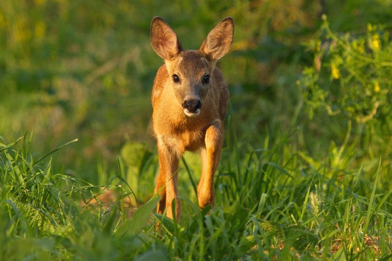 Portrait of roe deer running on field