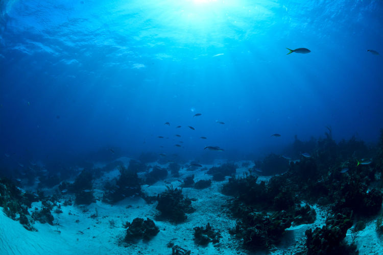 Underwater scene with coral reef and sunlight