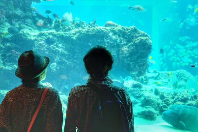Rear view of men standing in aquarium