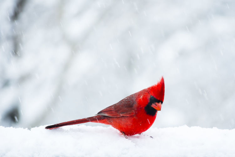 Cardinal bird sitting in the snow during a snow storm