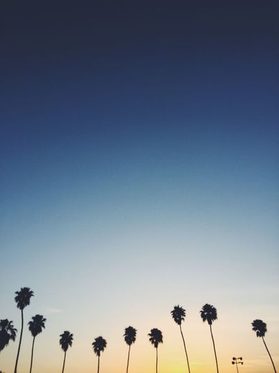Low angle view of silhouette palm trees against clear sky during sunset