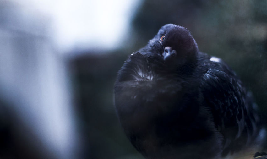 Close-up portrait of bird outdoors