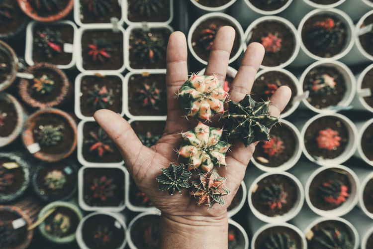 Directly above shot of hand holding potted plant