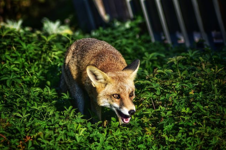 Portrait of a sneaking animal on field
