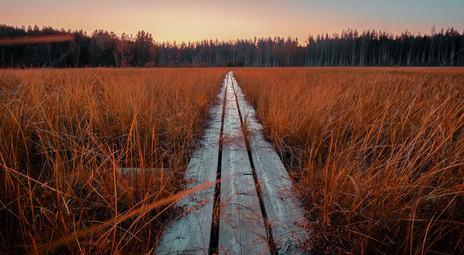 Dirt road amidst trees on field against sky during sunset