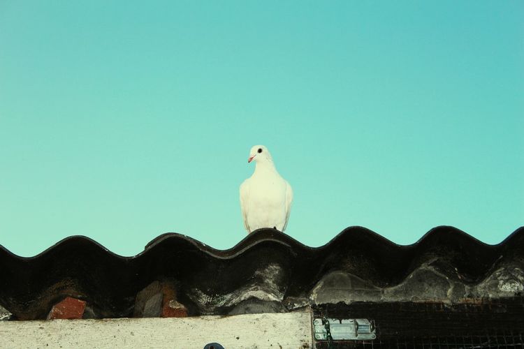 Low angle view of dove perching on roof against clear sky