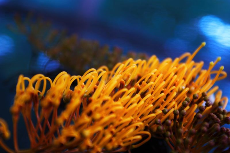 Close up of yellow corals