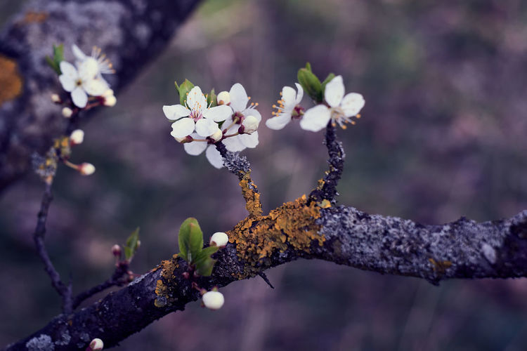 Close-up of white cherry blossoms on branch