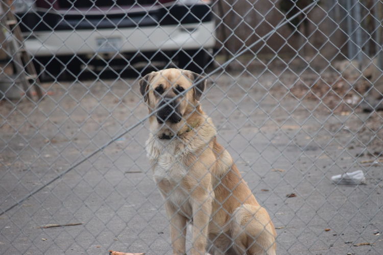 Dog behind chainlink fence