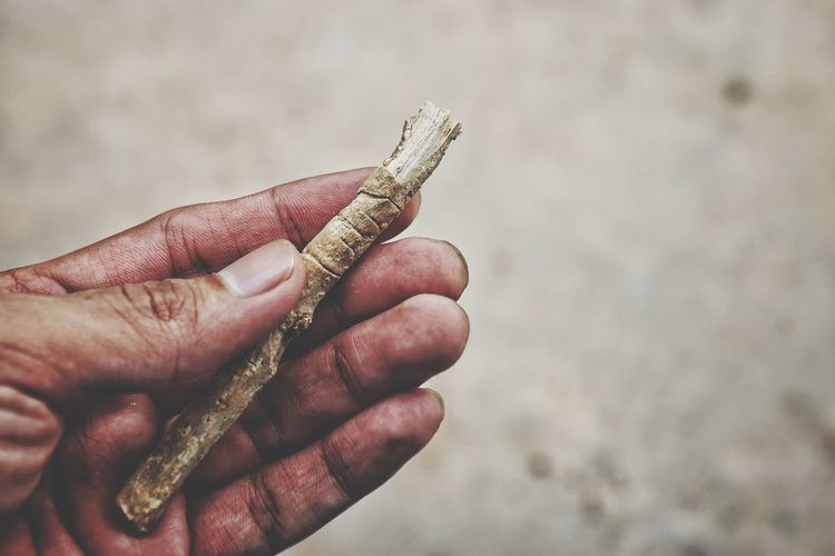 Cropped hand holding miswak