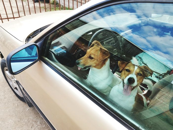 Dog seen through car window