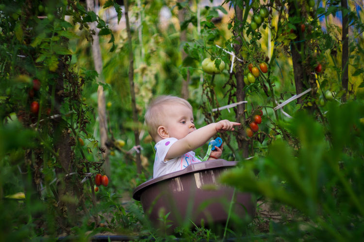 Little girl in a bowl picking tomatoes
