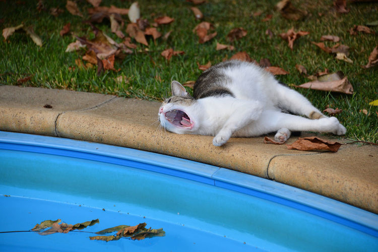 Lazy cat lies and yawns near the swimming pool