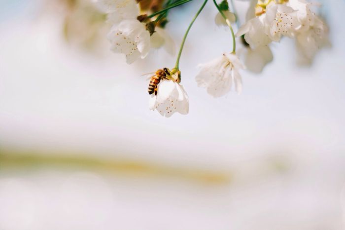 Close-up of honey bee on white flowers against sky