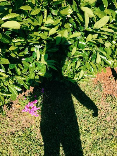 Shadow of person on plants