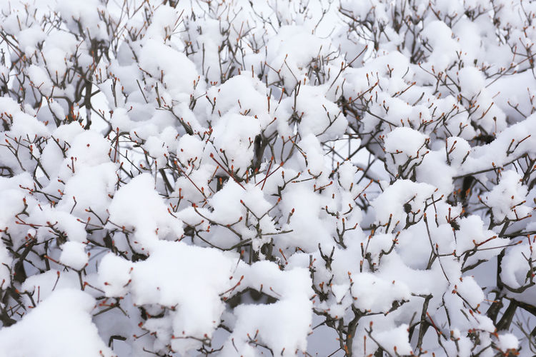 High angle view of snow covered plants on land