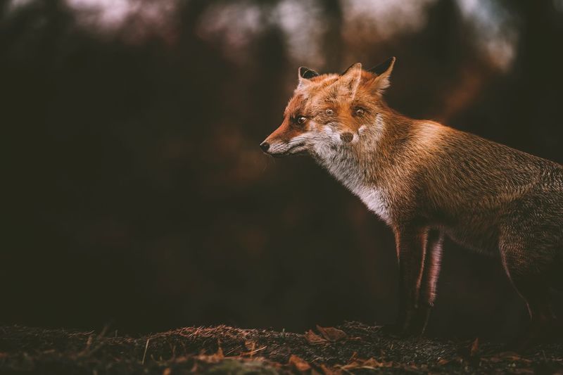 Fox on land