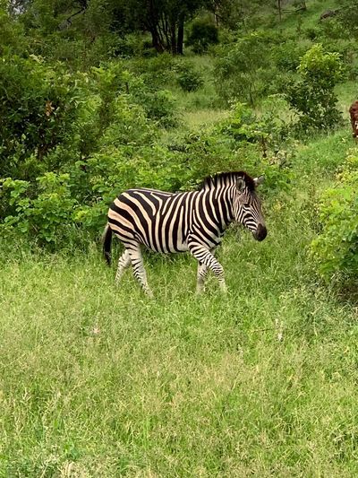 Zebra in a field