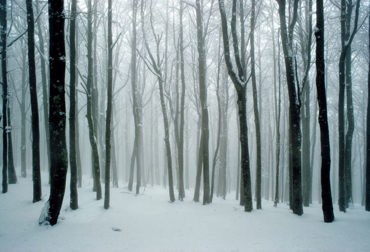Pine trees in forest during winter