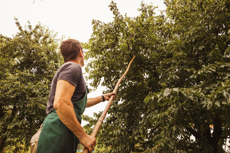 Man shaking tree during cherry harvest in orchard