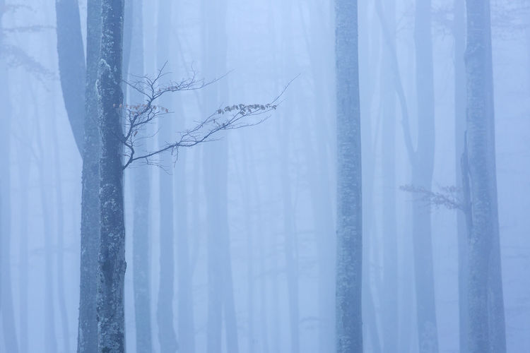 Trees seen through fog in forest